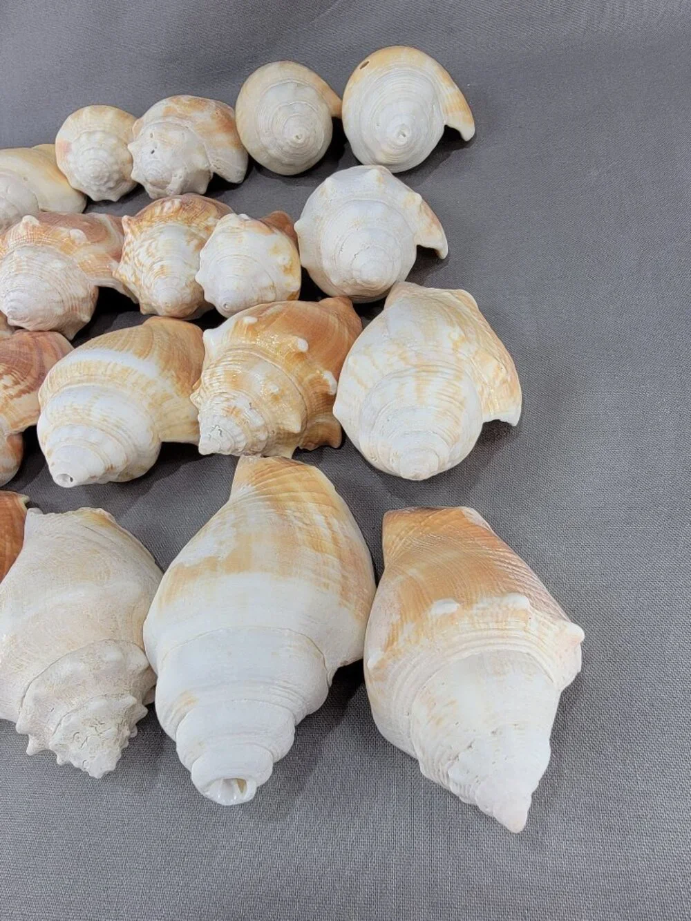 Conch Shell Seashell Lot of 20 Nautical Beach Ocean Decor Crafts